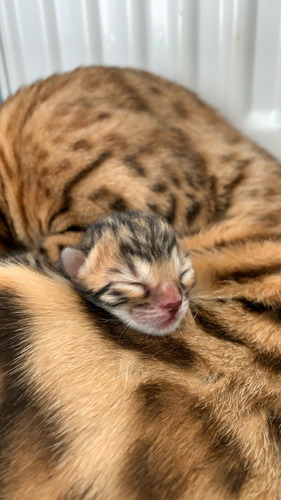 Opulento Gatos Bengalíes Elegancia Distinción