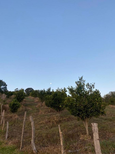 Imagem 11 de 15 de Fazenda Para Venda Em Crucilândia, Braúna, 3 Dormitórios, 1 Suíte, 1 Banheiro - F18_1-1925642