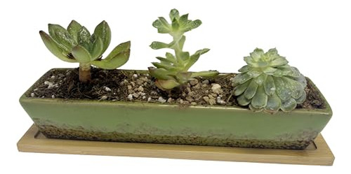 Maceta Rectangular Larga De Cerámica Verde De 9.8 Pulgadas P