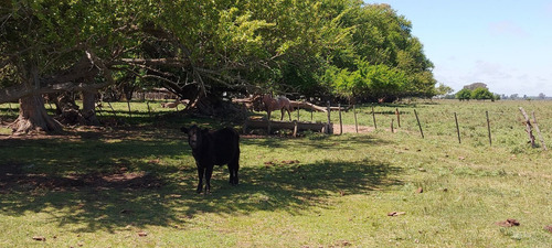 Imagen 6 de 8 de Magdalena - Campo Ganadero 296 Has - Baum Propiedades