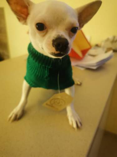 Imagen 3 de 4 de Chihuahua Quiere Ser Padre
