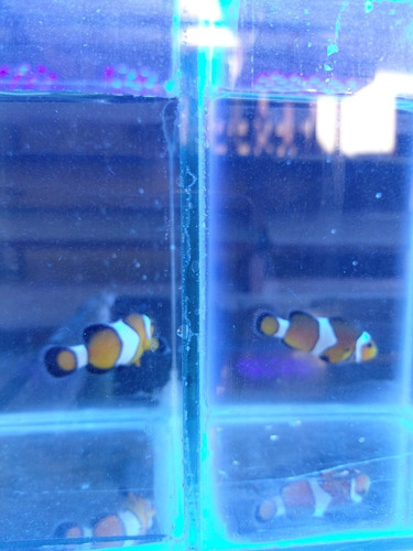 Imagen 3 de 6 de Payasos Ocellaris Acuario Marino