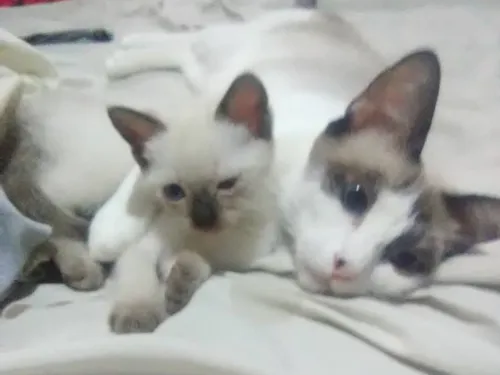 Gato En Adopción Siamés