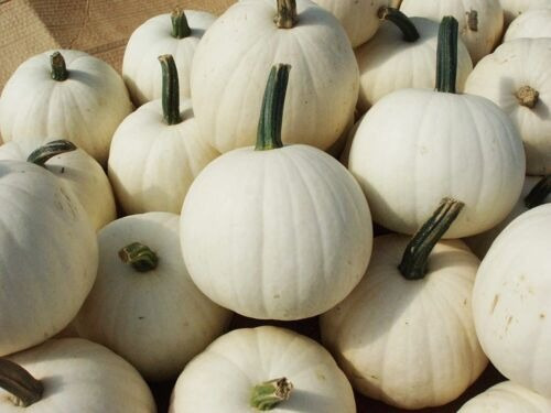 100 Semillas De Calabaza Blanca