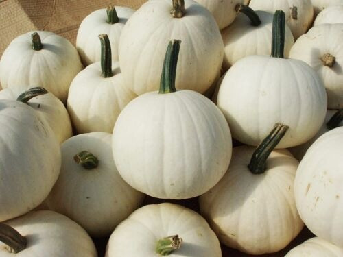 100 Semillas De Calabaza Blanca 