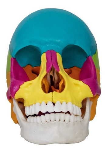 Cranio Didatico Desmontavel 22 Partes Anatomical Plus Ap015