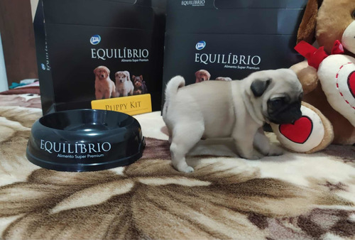 Imagen 7 de 7 de Hembritas Pug Carlino