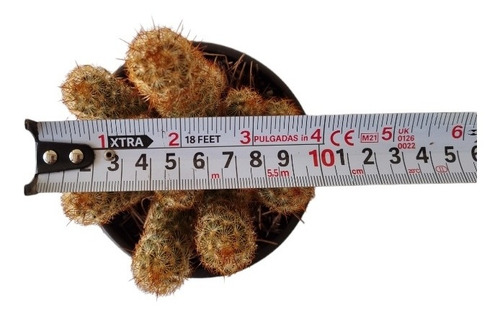 Mammillaria Elongata Set 6 Pzas M4