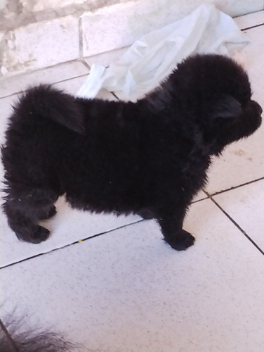 Filhotes De Chow Chow