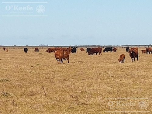 Imagen 13 de 27 de Campo De 600 Has En Venta En Gualeguaychu - Muy Buen Campo Ganadero De 0,7 Ev/ha Con Casco
