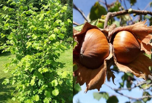 Árbol De Avellanas Europea Verde Claro