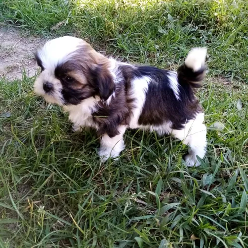 Ejemplar Shitzu Mini Shih Tzu Shizu Chizu Perros Cachorros