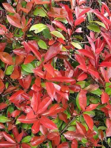Planta De Photinia / Fotonia Ideal Cerco Vivo