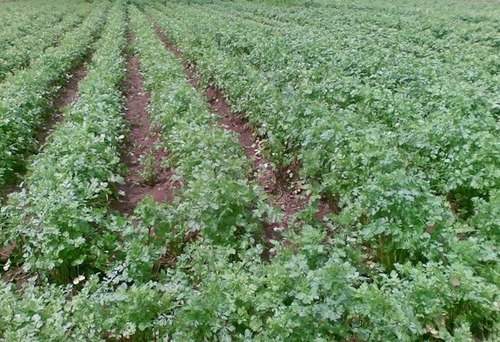 Semillas De Cilantro U S A. Bolsa De 454 G + Guia De Cultivo