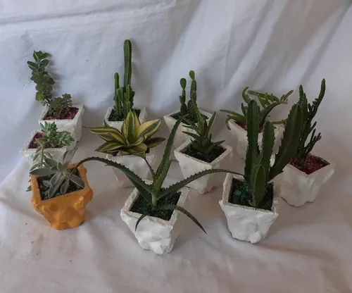 Minicactus Y Suculentas