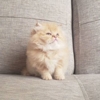 Gatos Persas Bebes Hermosos Mercadolibre Com Co Gatos Persas Bebes Hermosos Mercadolibre Com Co