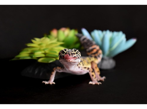 Komodo Terrario De Reptiles Suculento 3pk Plantas Azules/ver