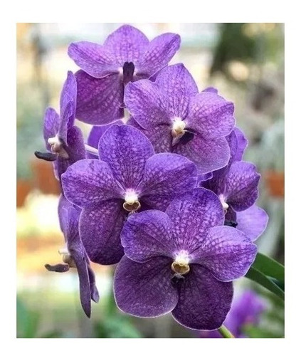 Orquídea Vanda Kit Com 5 Mudas De Cores Variadas