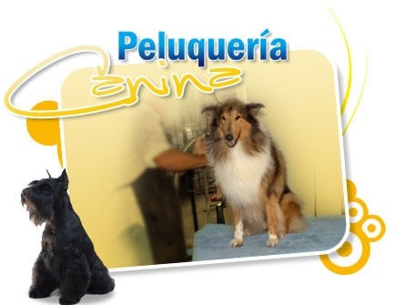 Imagen 1 de 3 de Cursos Gratis De Peluquería Canina / Felina,  Adiestramiento