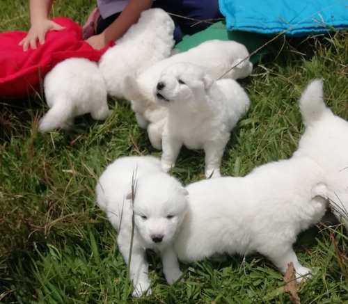 Raza De Perro Samoyedo Mascotas Rionegro Medellín Bogota