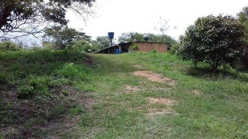 Imagen 2 de 14 de Venta Finca 67 Hectáreas Nigua Yaracuy Oportunidad Cod. 8973