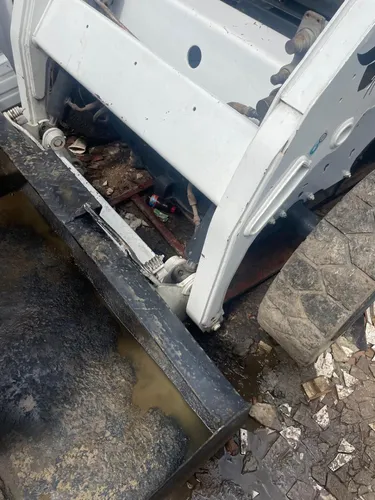 Bobcat