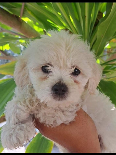 Imagen 2 de 3 de Cachorros French Poodle Mini Toy A 150