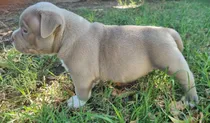 Comprar American Bully Puros Únicos En Uruguay