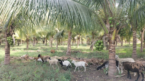 Venta De 5 Has. Sembradas Con Palma De De Coco En Coquimatlán, Colima.