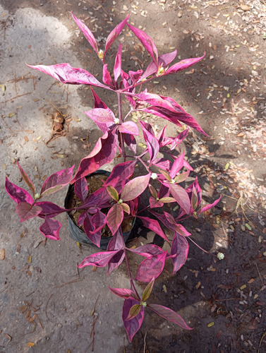 Plantas Teresita