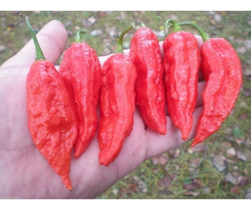 150 Semillas De Chile Bhut Jolokia