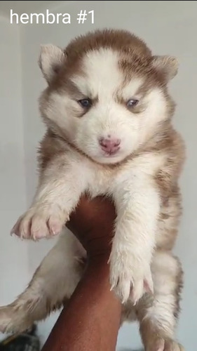 Cachorros Hucky Siberiano 