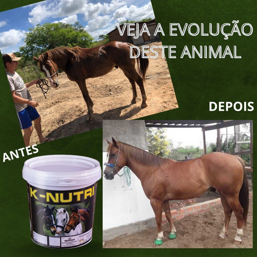 K-nutri Suplemento P Ganho De Massa Muscular C Creatina 10kg