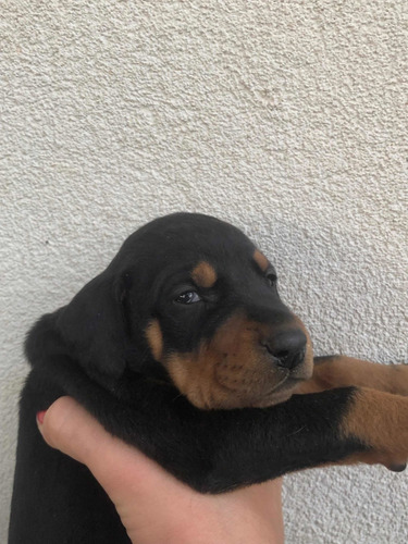 Imagem 5 de 5 de Lindos Filhotes De Doberman Disponível