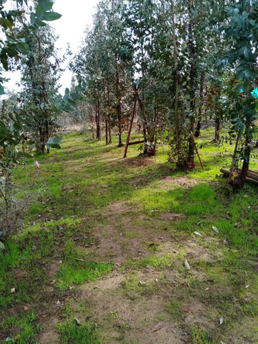 Ruta Los Conquistadores Cauquenes