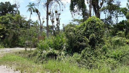 Imagem 4 de 7 de Chácara Litoral Sul Lado Serra 5080m²- Ref. 7728/dz