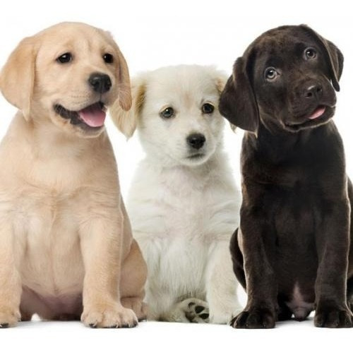 Imagen 6 de 6 de Alimento Para Perros Iron Dog Cachorros 2 Paquetes 3kg C/u