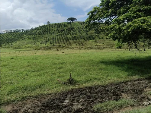Se Vende Finca Vía Barragan - Rio Verde