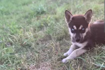 Comprar Cachorra Husky Siberiano Cruza Chow Chow