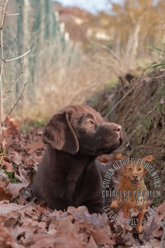 Labrador Con Libreta Sanitaria Al Dia, Garantia