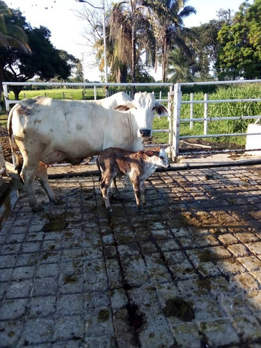 Imagen 22 de 30 de Se Vende Finca Ganadera En El Estado Barinas