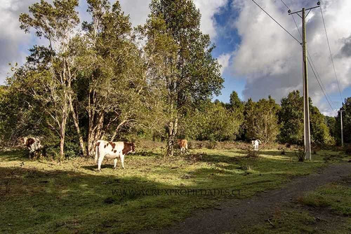 Imagen 7 de 24 de Loteo Con Orilla De Rio En Puerto Varas