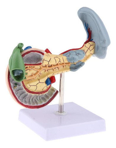 Modelo Patológico De Pâncreas Tamanho Natural Kit De