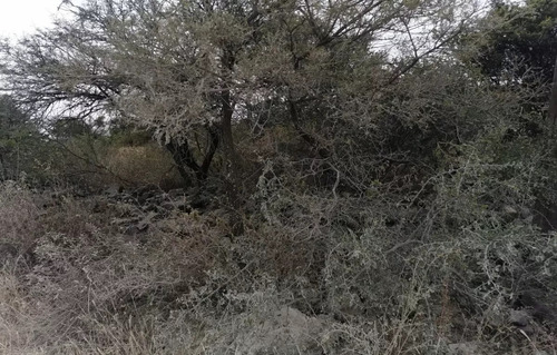 Terreno En Venta Tlacote El Bajo (el Gachupin) Colindante A Huertas La Joya