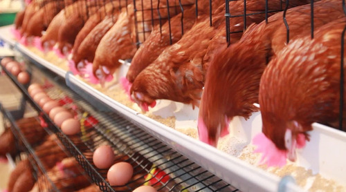 Corrida Financiera Para Proyecto Gallinas Ponedoras