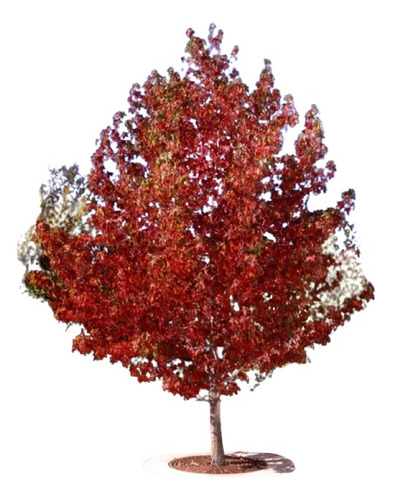 Encino Rojo ( Arbol ) Quercus Rubra 1 M De Unicos Mexico