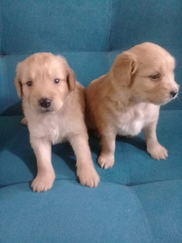 Cachorros Golden Retriever (9/1/7/5/0/6/0/1/5)