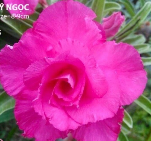 Imagem 9 de 10 de Semente Rosa Do Deserto Mix Cores 100 Adenium Frete Grátis