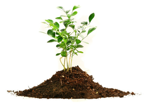 Imagen 9 de 10 de Mamboreta G Herbicida 100 Cc Elimina Malezas Control Total