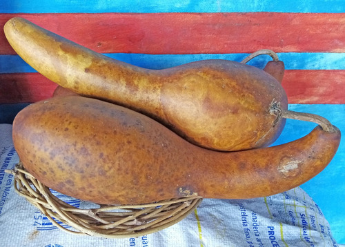 10 Semillas De Guaje Calabaza Peregrina Cuello De Gancho